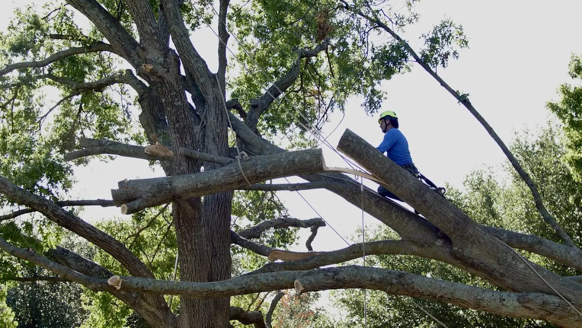 Professional Crown Thinning performed by certified arborists in Evanston