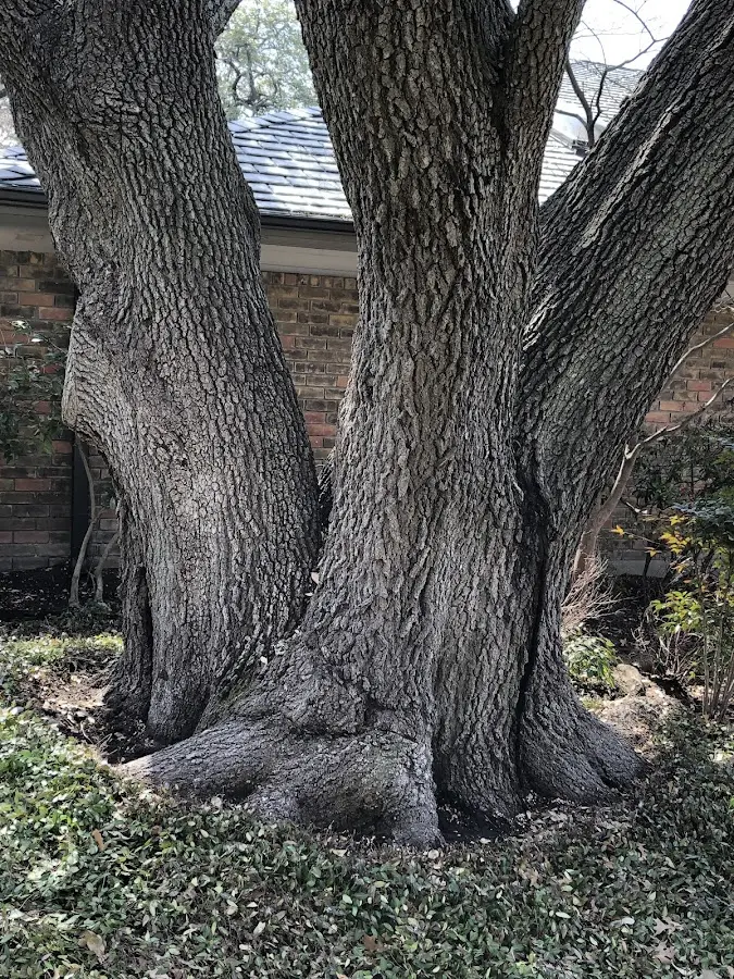 Mature heritage tree close to a Evanston property cared for by certified arborists